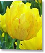 Sassy Yellow Tulip Metal Print