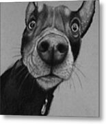 Say What? Metal Print