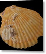 Scallop With Guests Metal Print