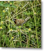 Scaly-breasted Munia Metal Print