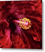 Scarlet Hibiscus Metal Print