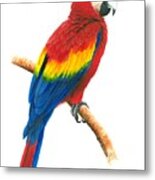 Scarlet Macaw Metal Print