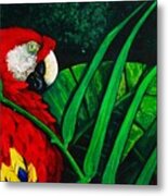 Scarlet Macaw Head Study Metal Print