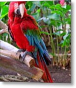 Scarlet Macaw No 2 Metal Print