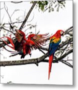Scarlet Macaws Metal Print