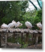Scene From A Zoo-3 Metal Print