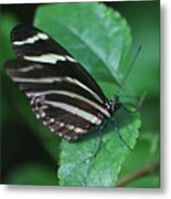 Scenic Image Of A Zebra Butterfly In The Spring Metal Print