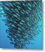 Schooling Jackfishes Metal Print