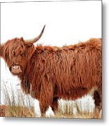 Scottish Highland Cow Metal Print