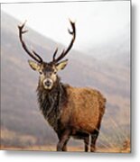 Scottish Red Deer Stag - Glencoe Metal Print