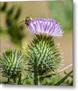 Scottish Thistle Metal Print