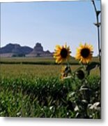 Scotts Bluff Nebraska Sunflower Landscape View Metal Print