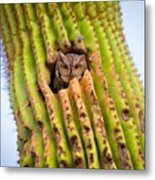 Screech Owl In Saguaro Metal Print