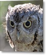 Screechowl Focused On Prey Metal Print