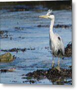 Scruffy Heron Metal Print