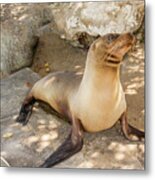 Sea Lion On The Beach, Galapagos Islands Metal Print