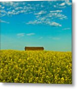 Sea Of Canola Metal Print