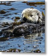 Sea Otter Metal Print