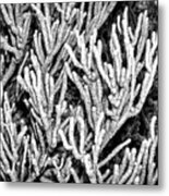 Sea Rod Coral Metal Print