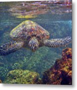Sea Turtle - Close Up Metal Print