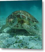Sea Turtle Metal Print