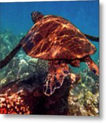 Sea Turtle On The Reef Metal Print
