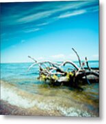 Seacost With Old Tree In Water Kolka Metal Print