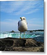 Seagull Checking Out The Photographers Metal Print