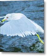 Seagull Departure Metal Print