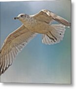 Seagull In Flight By H H Photography Metal Print