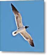 Seagull In Flight Metal Print