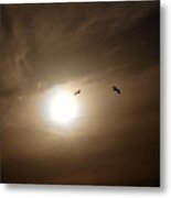 Seagull  In The Light Tunnel Metal Print