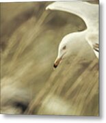 Seagull In Wheat Metal Print