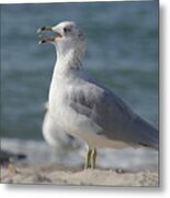 Seagull On Lake Erie Beach Metal Print