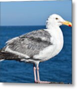 Seagull Posing On The Pier Metal Print