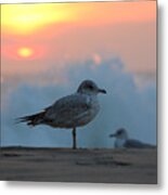 Seagull Seascape Sunrise Metal Print