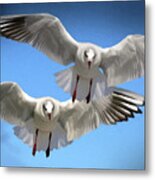 Seagulls In Flight Metal Print