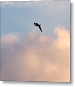 Seagull's Sky 3 Metal Print