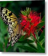 Searching For Nectar Metal Print