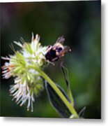 Searching For Pollen Metal Print