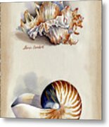 Seashells Murex And Nautilus Metal Print