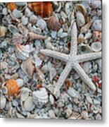 Seashells Of Sanibell Island Metal Print
