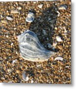 Seashells On The Seashore Metal Print