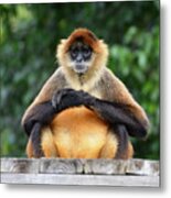 Seated Gibbon Metal Print