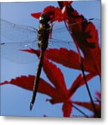See The World Through The Wings Metal Print