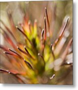 Seeing Winter Color Metal Print