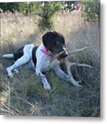 Seeking Shade Metal Print