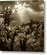 Sepia Tone Of Cholla Cactus Garden Bathed In Sunlight Metal Print