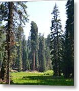 Sequoia National Forest Metal Print