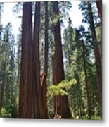 Sequoia National Park Metal Print